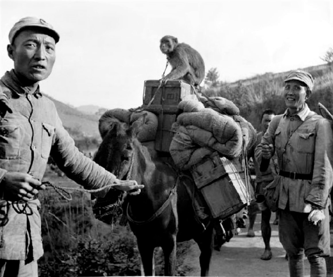 Солдаты вьючного обоза Китайской экспедиционной армии в ходе марша на передовую, в район реки Салуин. Китайская Республика. 10 июля 1944 года.